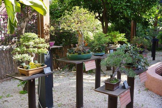 Jardín-Museo del Bonsái
